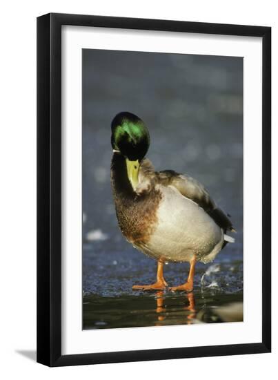 Premium Photographic Print, , large
