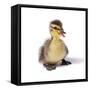 Mallard Duck Duckling at 24 Hours-null-Framed Stretched Canvas