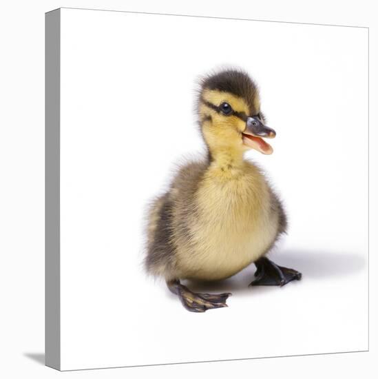 Mallard Duck Duckling at 24 Hours-null-Stretched Canvas