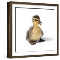 Mallard Duck Duckling at 24 Hours-null-Framed Photographic Print