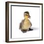 Mallard Duck Duckling at 24 Hours-null-Framed Photographic Print