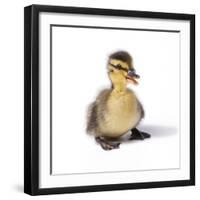 Mallard Duck Duckling at 24 Hours-null-Framed Photographic Print