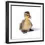 Mallard Duck Duckling at 24 Hours-null-Framed Photographic Print