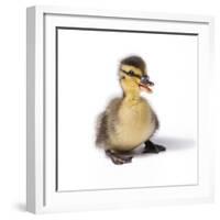 Mallard Duck Duckling at 24 Hours-null-Framed Photographic Print
