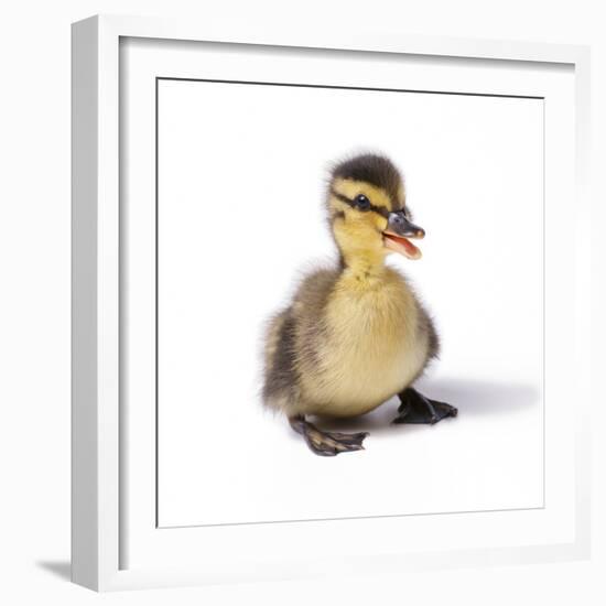 Mallard Duck Duckling at 24 Hours-null-Framed Photographic Print