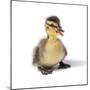 Mallard Duck Duckling at 24 Hours-null-Mounted Photographic Print