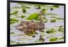 Mallard Duck, Duckling Wildlife, Juanita Bay Wetland, Washington, USA-Jamie & Judy Wild-Framed Photographic Print