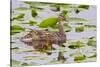 Mallard Duck, Duckling Wildlife, Juanita Bay Wetland, Washington, USA-Jamie & Judy Wild-Stretched Canvas