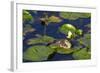 Mallard Duck, Duckling Wildlife, Juanita Bay Wetland, Washington, USA-Jamie & Judy Wild-Framed Photographic Print