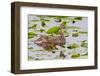 Mallard Duck, Duckling Wildlife, Juanita Bay Wetland, Washington, USA-Jamie & Judy Wild-Framed Photographic Print