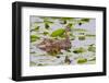 Mallard Duck, Duckling Wildlife, Juanita Bay Wetland, Washington, USA-Jamie & Judy Wild-Framed Photographic Print