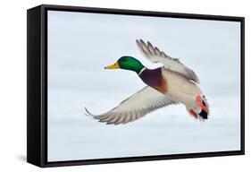 Mallard Duck Flying-geanina bechea-Framed Stretched Canvas