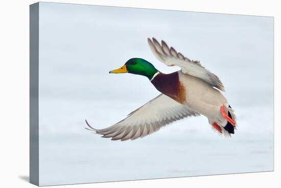 Mallard Duck Flying-geanina bechea-Stretched Canvas