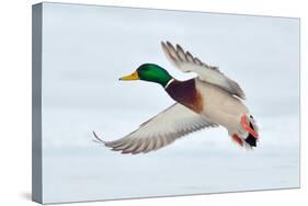 Mallard Duck Flying-geanina bechea-Stretched Canvas