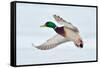 Mallard Duck Flying-geanina bechea-Framed Stretched Canvas