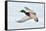 Mallard Duck Flying-geanina bechea-Framed Stretched Canvas