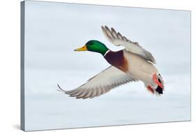 Mallard Duck Flying-geanina bechea-Stretched Canvas