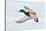 Mallard Duck Flying-geanina bechea-Stretched Canvas