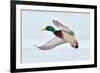 Mallard Duck Flying-geanina bechea-Framed Photographic Print