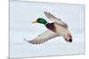 Mallard Duck Flying-geanina bechea-Mounted Photographic Print