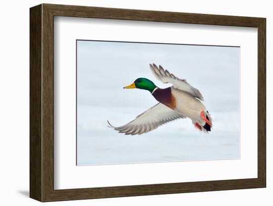 Mallard Duck Flying-geanina bechea-Framed Photographic Print