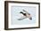 Mallard Duck Flying-geanina bechea-Framed Photographic Print