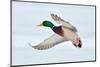 Mallard Duck Flying-geanina bechea-Mounted Photographic Print