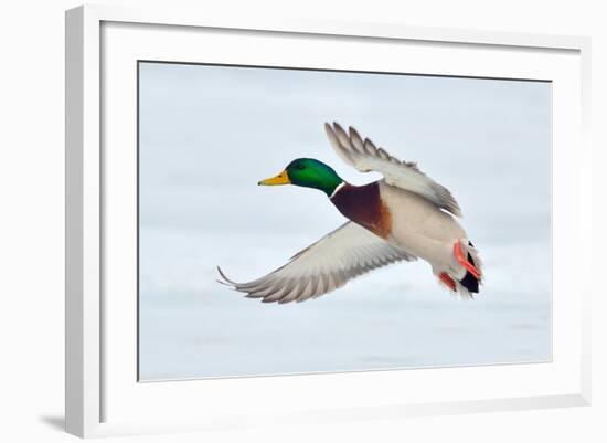 Mallard Duck Flying-geanina bechea-Framed Photographic Print