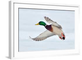 Mallard Duck Flying-geanina bechea-Framed Photographic Print