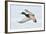 Mallard Duck Flying-geanina bechea-Framed Photographic Print