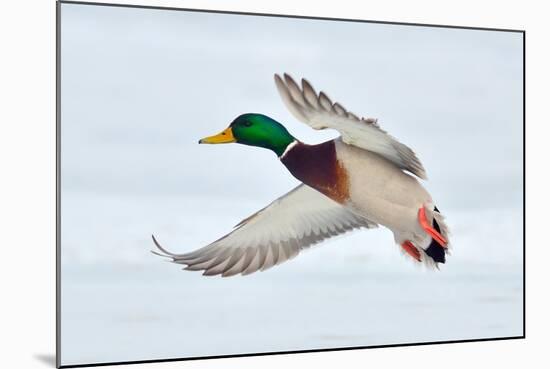 Mallard Duck Flying-geanina bechea-Mounted Photographic Print