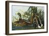 Mallard Duck. from 'The Birds of America'-John James Audubon-Framed Giclee Print