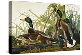 Mallard Duck. Mallard (Anas Platyrhynchos), Plate Ccxxi, from 'The Birds of America'-John James Audubon-Stretched Canvas