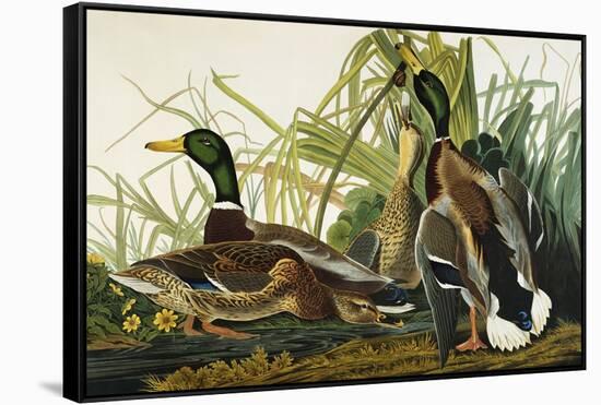 Mallard Duck. Mallard (Anas Platyrhynchos), Plate Ccxxi, from 'The Birds of America'-John James Audubon-Framed Stretched Canvas