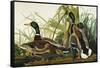 Mallard Duck. Mallard (Anas Platyrhynchos), Plate Ccxxi, from 'The Birds of America'-John James Audubon-Framed Stretched Canvas