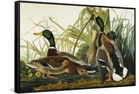 Mallard Duck. Mallard (Anas Platyrhynchos), Plate Ccxxi, from 'The Birds of America'-John James Audubon-Framed Stretched Canvas