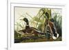 Mallard Duck. Mallard (Anas Platyrhynchos), Plate Ccxxi, from 'The Birds of America'-John James Audubon-Framed Premium Giclee Print