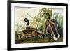 Mallard Duck. Mallard (Anas Platyrhynchos), Plate Ccxxi, from 'The Birds of America'-John James Audubon-Framed Premium Giclee Print