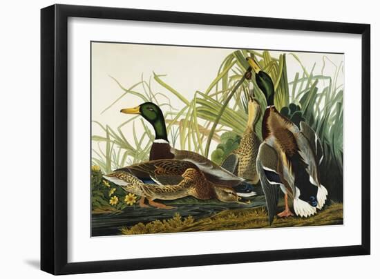 Mallard Duck. Mallard (Anas Platyrhynchos), Plate Ccxxi, from 'The Birds of America'-John James Audubon-Framed Giclee Print