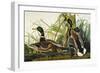 Mallard Duck. Mallard (Anas Platyrhynchos), Plate Ccxxi, from 'The Birds of America'-John James Audubon-Framed Giclee Print