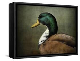 Mallard Duck Portrait-Jai Johnson-Framed Stretched Canvas