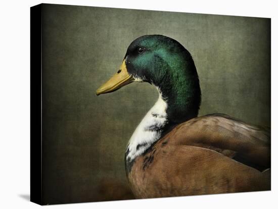 Mallard Duck Portrait-Jai Johnson-Stretched Canvas