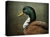 Mallard Duck Portrait-Jai Johnson-Stretched Canvas