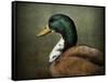 Mallard Duck Portrait-Jai Johnson-Framed Stretched Canvas