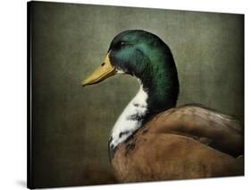 Mallard Duck Portrait-Jai Johnson-Stretched Canvas