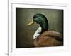 Mallard Duck Portrait-Jai Johnson-Framed Giclee Print