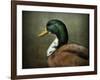 Mallard Duck Portrait-Jai Johnson-Framed Giclee Print