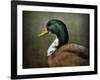 Mallard Duck Portrait-Jai Johnson-Framed Giclee Print