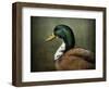 Mallard Duck Portrait-Jai Johnson-Framed Giclee Print