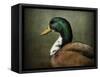 Mallard Duck Portrait-Jai Johnson-Framed Stretched Canvas